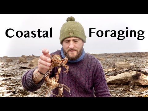 Coastal Foraging & Bushcraft Cooking - Lobsters, Crabs & Wild Edibles