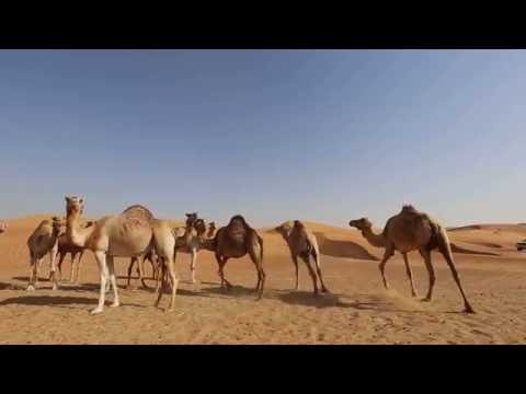 Ciurdas Andrei & Camelia -  Declaratie