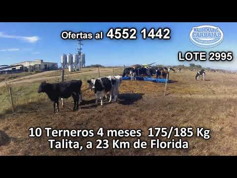 Lote 10 Terneros 6 HO - 2 HO/ AA - 2 KIWI 175/185 Kgkg -  en Talita, a 23 Km de Florida