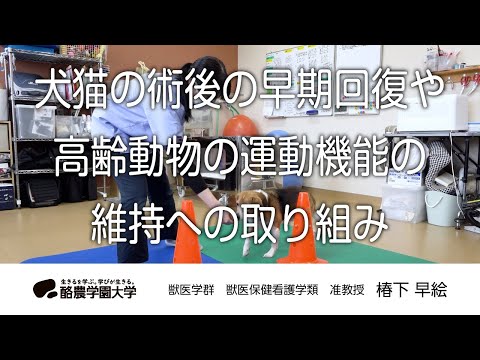 先端経営学科 獣医保健看護学類　椿下　早絵　｜　酪農学園大学　研究室・ユニット紹介