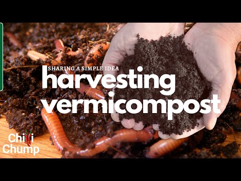 Harvest Vermicompost, Sharing a New Simple Idea. This is a Game Changer if it Works!