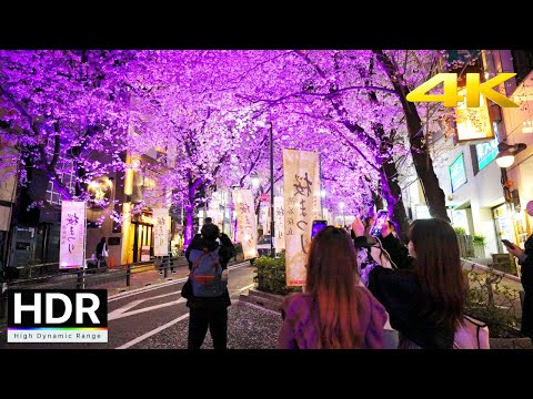 【4K HDR】Tokyo Night Cherry Blossoms - Shibuya ,2022