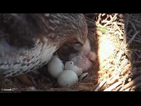 04_23_2018  Red tailed Hawk - The first chicks has hatched. The second is on the way.