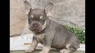 Video preview image #1 French Bulldog Puppy For Sale in NARVON, PA, USA