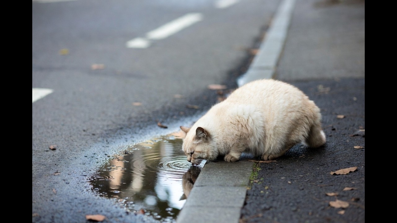 The SHOCKING Truth About Cat vs Monkey Aggression  #CatVsMonkey #AnimalFight #urbanwildlife