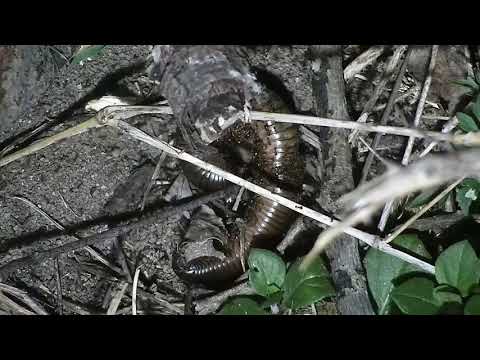 Djuma: Sights and sounds - 02:31 - 11/17/21