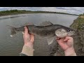 Video Thumbnail for Shore Fishing a Calm River in Mid-May