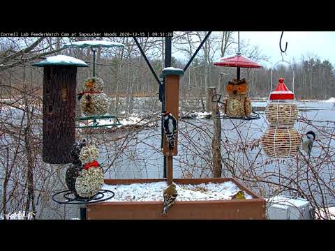 Snowy Day In Sapsucker Woods Brings Birds To Busy Feeders – Dec. 15, 2020