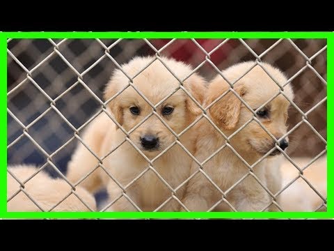 Skandal: Hundewelpen im Visier der Mafia