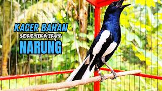 Download lagu PANCINGAN KACER TERBAIK bikin Semua Jenis Kacer LANGSUNG KONSLET, Terapi Kacer Agar GACOR NGEPLONG mp3