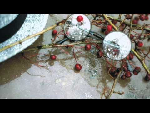 Eda Tanses - Eylül'e Ağıt