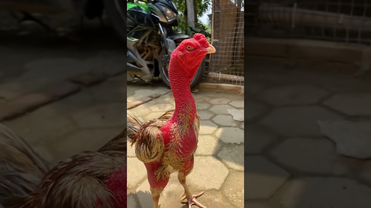 Nhìn gớm ăn thật.