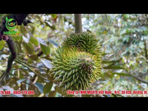 Chủ đề 2: SỬ DỤNG TRUNG LƯỢNG MISATO CHO TRÁI SẦU RIÊNG 40-45 NGÀY