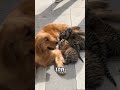 Dog Adopts Lion Tiger Cubs DogMom Unlikelyanimalfriends