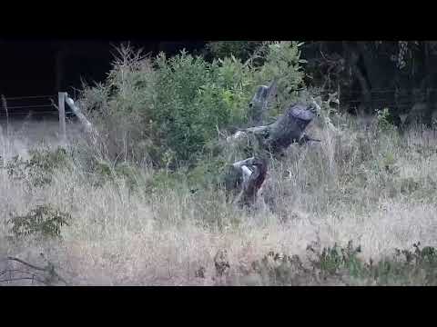 Djuma: Nyala bull, Baboons and Impalas - 16:07 - 03/06/2022