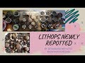 Repotting of 1 year old germinated lithops seedlings - (tagalog)