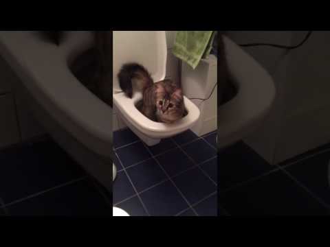 VIDEO CHAT DRÔLE AU TOILETTES !