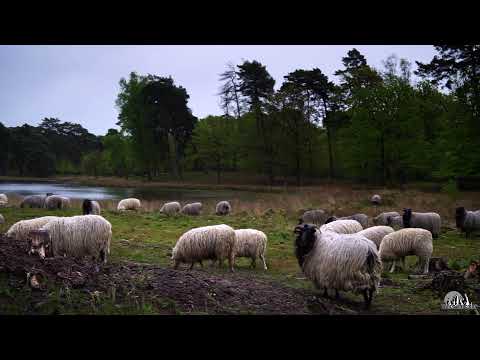 Walk from Black Water (Schwarzes Wasser) and Diersfordter Forest (Diersfordter Wald)