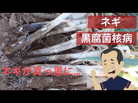 ミクロブタニル