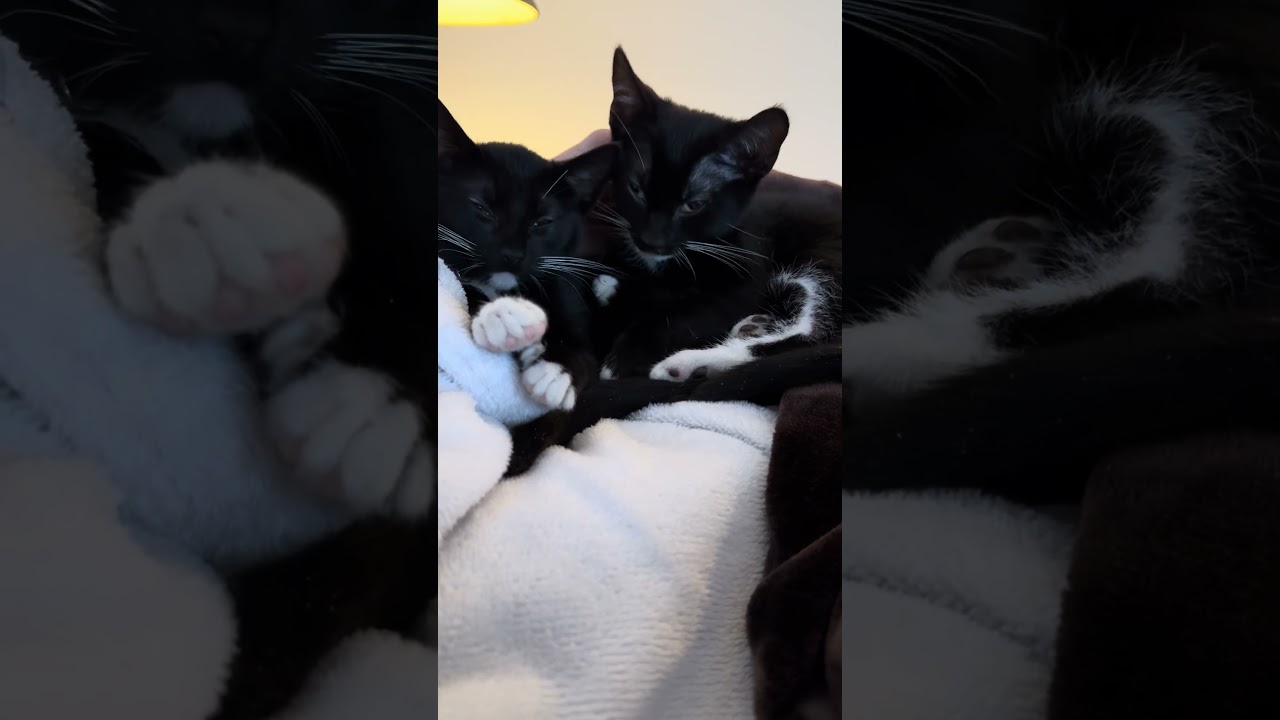 Enlarge Lucy, a Adoptable Domestic Short Hair in Greenbelt, MD video 3/3