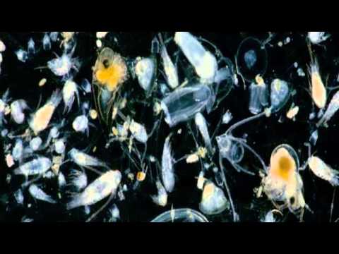 Eat Rabbit - Japanese Plankton