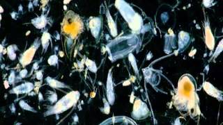 Eat Rabbit - Japanese Plankton