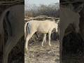Big Male Donkey Enjoy Milk Youtubeshorts