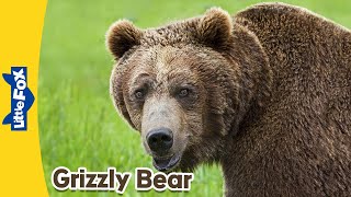 Meet the Animals 5 | Grizzly Bear | Wild Animals | Little Fox | Animated Stories for Kids