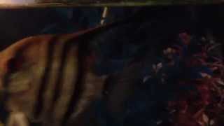 GRA: Sky Machine 2: Enchanted Sky Machines