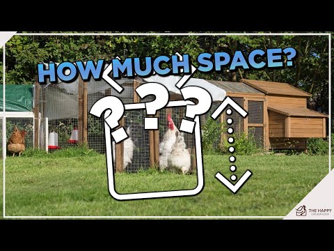 How Much Room Do Chickens Need?