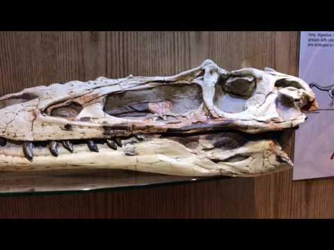 Wyoming Dinosaur Center