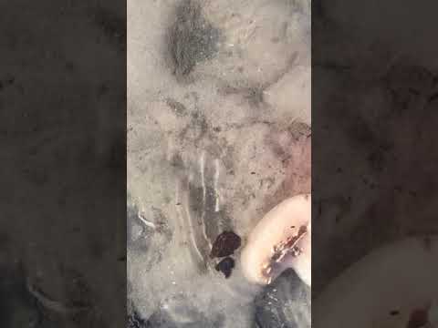 download lagu mp3 mp4 What Is Sea Pork, download lagu What Is Sea Pork gratis, unduh video klip What Is Sea Pork