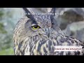 Bio Inspired Engineering Top10 Nature Bioengineering Bio New Amazing Technology Discoveries
