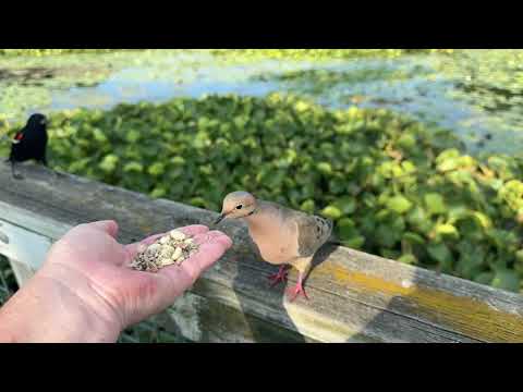 Hand-feeding Birds in Slow Mo - Northern Cardinal, Mourning Dove