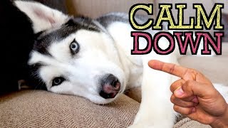 5 Amazing Tricks To Calm Your Husky Down!