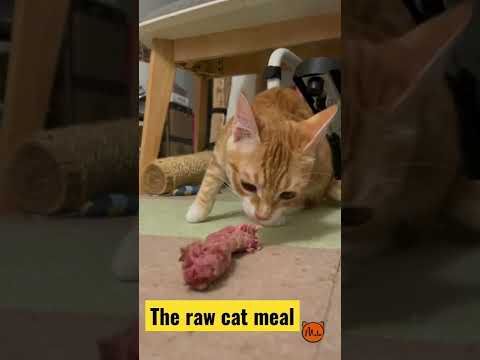 Raw Food for Cats Transition Hack