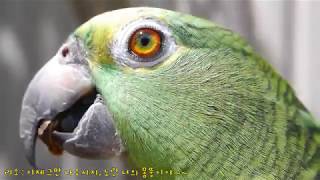 Amazon Parrot's enjoying a pine nut