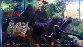 Download lagu Ikan-ikan _ iwan fals mp3