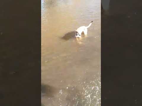 CRUSE DEL RIO LAS COLORADAS  NEUQUEN