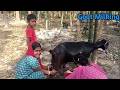 Goat Milking By Two Girls