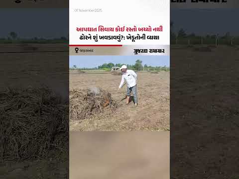 Jafarabad ના ખેડૂતોએ માવઠાથી નિષ્ફળ ગયેલા મગફળીના પાથરા સળગાવવા પડ્યા | Gujarat Samachar