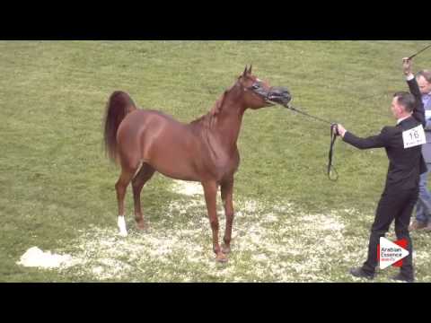 N.16 FORELOCKS VERONIQUE - Ströhen 2015 C-Show - Fillies 2 years old (Class 5)