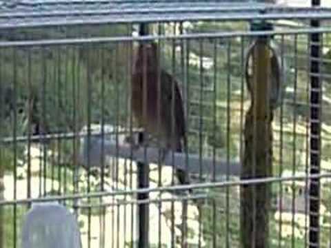 Linnet x Canary Hybrid in Song