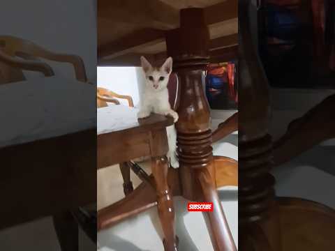 I love the one who is blacker than Kajal #trendi#trendingvideo#kajal #niveditha#itemgirl#song