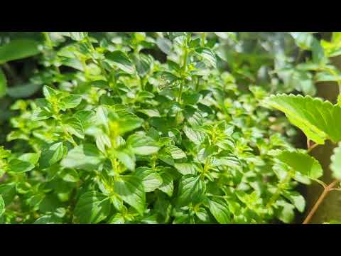 園芸 リトル・カラメント、偽カラメント・ネペタ