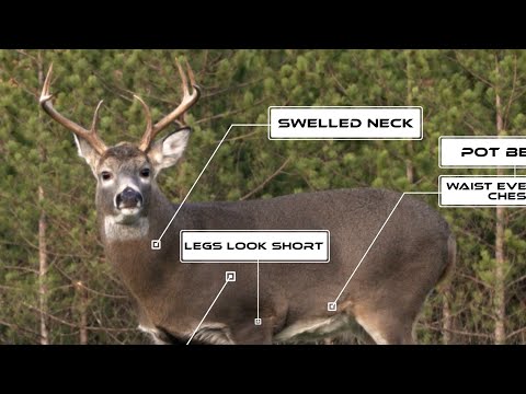 How to Age Deer in the Field, plus 20-Buck Aging Test