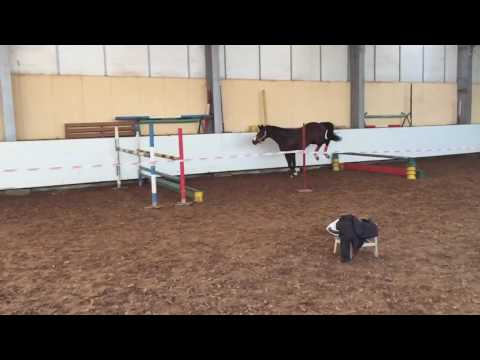 Licensed Trakehner stallion Prince Patmos ( Patmos x Princie Diamond) FOR SALE