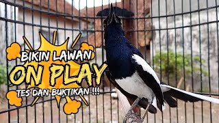 Download lagu Suara Burung Kacer Bikin Lawan Emosi Gacor, Pancingan Kacer Agar Cepat Emosi Gacor mp3