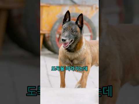 말 못하는 강아지가 도둑으로 오해받은 이유