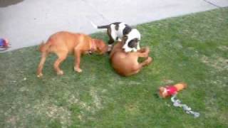 More front yard fun with puppies